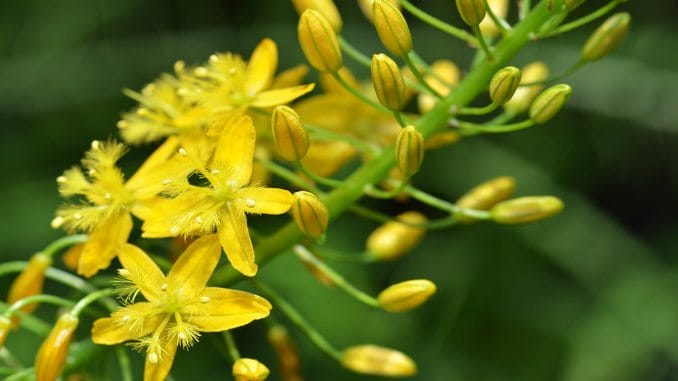 Bulbine natalensis plante Bulbine natalensis