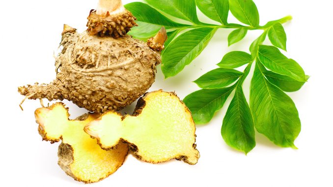 Glucomannan konjac Glucomannan konjac planten